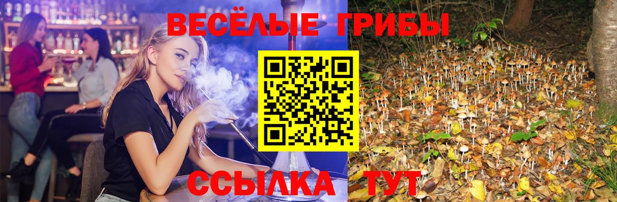 Псилоцибиновые грибы Psilocybine cubensis Владимир